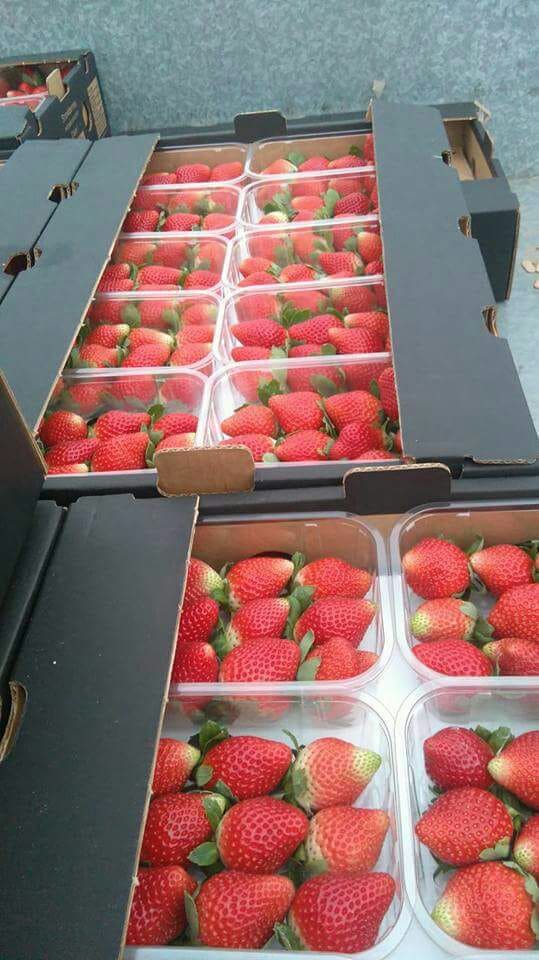 Aton Green Egypt Fresh Fruits & Vegetables